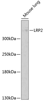 LRP2 Rabbit polyclonal antibody