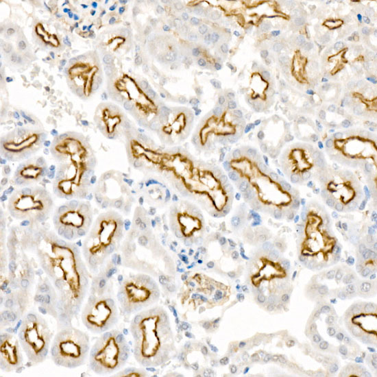 LRP2 Rabbit polyclonal antibody