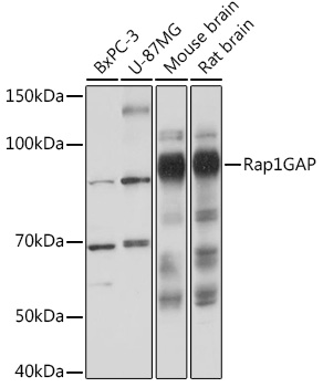 Rap1GAP Rabbit monoclonal antibody