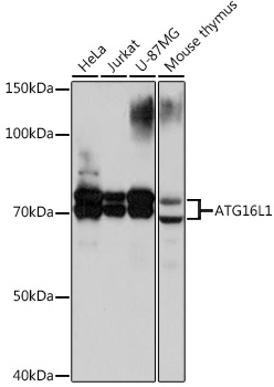 [KO Validated] ATG16L1 Rabbit monoclonal antibody