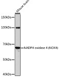 Western blot - NADPH oxidase 4 (NOX4) Rabbit mAb (A3656)