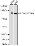 Western blot - SLC3A2/CD98hc Rabbit mAb (A3658)