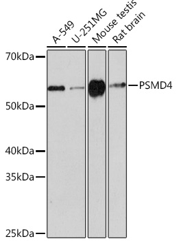 PSMD4 Rabbit monoclonal antibody