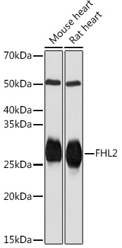 FHL2 Rabbit monoclonal antibody