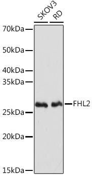 FHL2 Rabbit monoclonal antibody