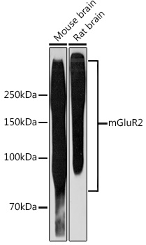 mGluR2 Rabbit monoclonal antibody
