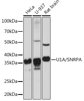 U1A/SNRPA Rabbit monoclonal antibody