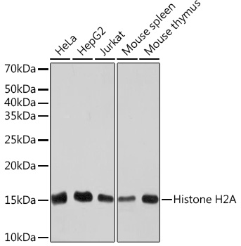 Histone H2A Rabbit monoclonal antibody
