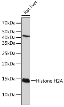 Histone H2A Rabbit monoclonal antibody