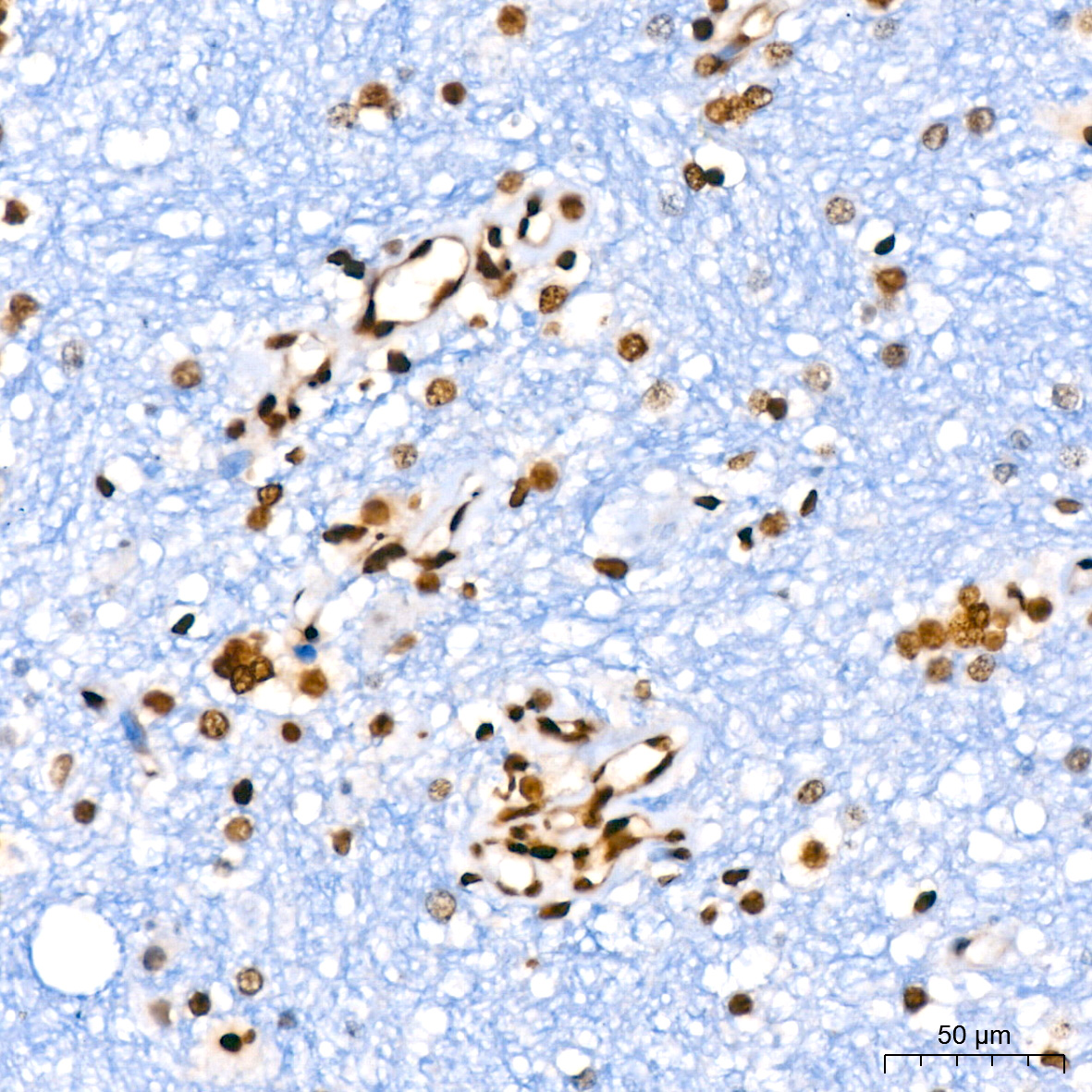 Histone H2A Rabbit monoclonal antibody