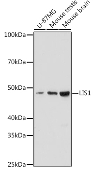 LIS1 Rabbit monoclonal antibody