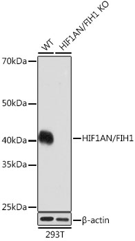 [KO Validated] HIF1AN/FIH1 Rabbit monoclonal antibody