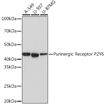 Purinergic Receptor P2Y6 Rabbit mAb