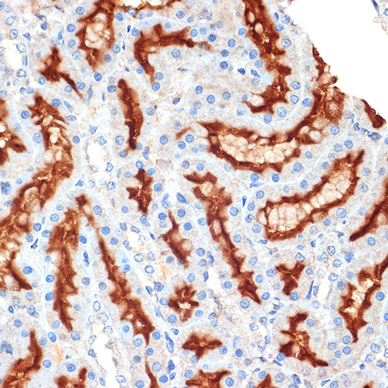 Syntaxin 3 Rabbit monoclonal antibody