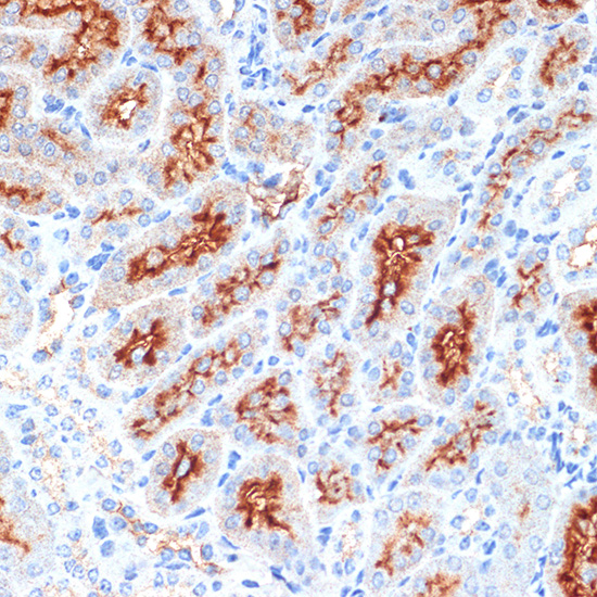 Syntaxin 3 Rabbit monoclonal antibody