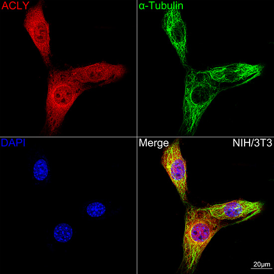 [KO Validated] ACLY Rabbit monoclonal antibody