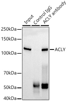 [KO Validated] ACLY Rabbit monoclonal antibody