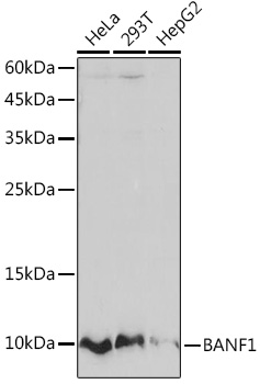 BANF1 Rabbit monoclonal antibody