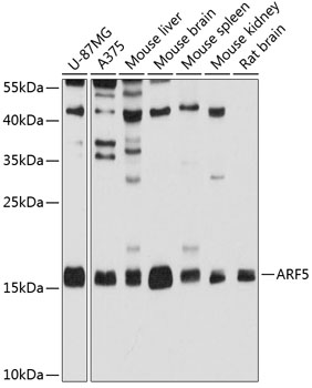 ARF5 Rabbit pAb