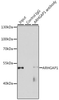 ARHGAP1 Rabbit polyclonal antibody