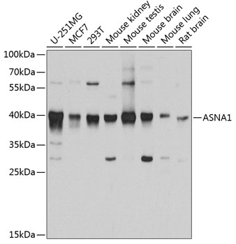ASNA1 Rabbit polyclonal antibody