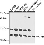 Western blot - ATP5J Rabbit pAb (A3751)