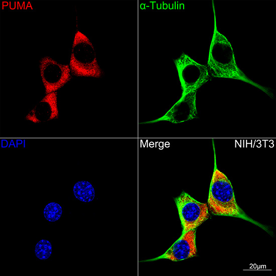 PUMA Rabbit monoclonal antibody