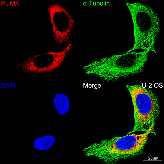 PUMA Rabbit monoclonal antibody
