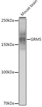 GRM5 Rabbit monoclonal antibody