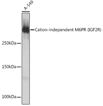 Cation-independent M6PR (IGF2R) Rabbit monoclonal antibody