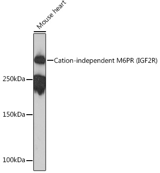 Cation-independent M6PR (IGF2R) Rabbit monoclonal antibody