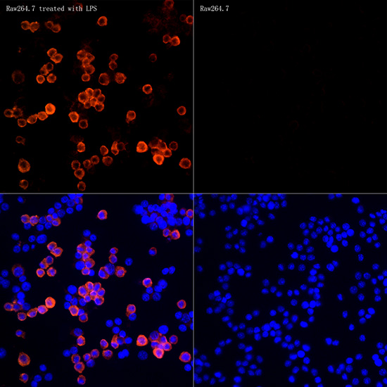 iNOS Rabbit monoclonal antibody