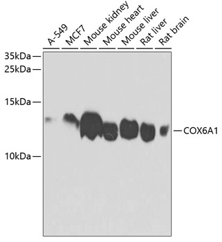 COX6A1 Rabbit polyclonal antibody