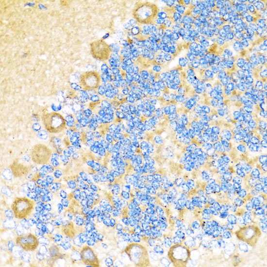 COX6A1 Rabbit polyclonal antibody