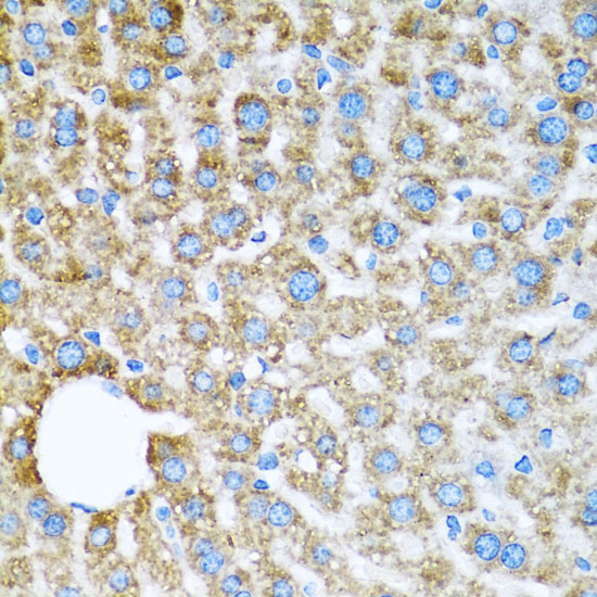 COX6A1 Rabbit polyclonal antibody