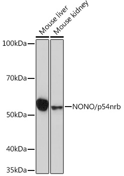NONO/p54nrb Rabbit monoclonal antibody