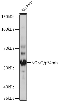NONO/p54nrb Rabbit monoclonal antibody