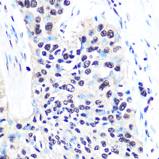 NONO/p54nrb Rabbit monoclonal antibody