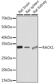 RACK1 Rabbit monoclonal antibody