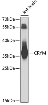 CRYM Rabbit polyclonal antibody