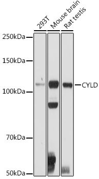 CYLD Rabbit polyclonal antibody