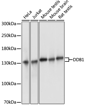 DDB1 Rabbit polyclonal antibody