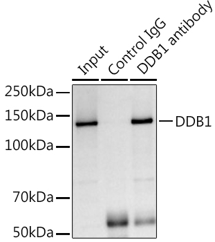 DDB1 Rabbit polyclonal antibody