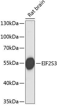 EIF2S3 Rabbit pAb