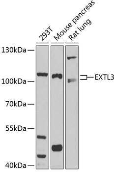 EXTL3 Rabbit polyclonal antibody