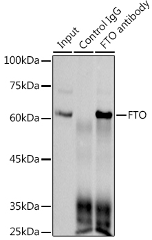 [KO Validated] FTO Rabbit monoclonal antibody