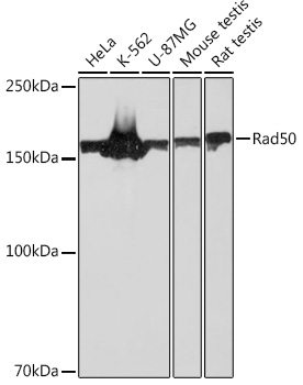 Rad50 Rabbit mAb