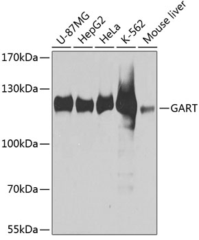 GART Rabbit polyclonal antibody