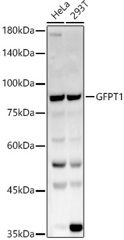 GFPT1 Rabbit polyclonal antibody