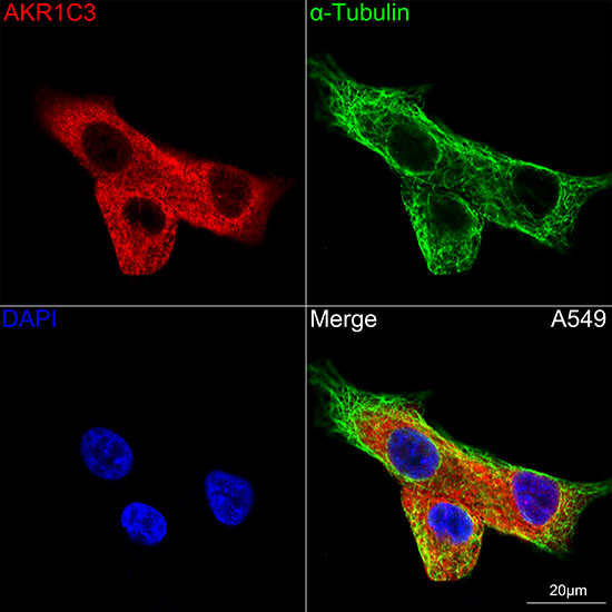 AKR1C3 Rabbit monoclonal antibody